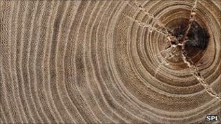 Tree growth rings (Image: Science Photo Library)