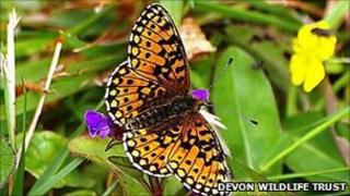 Small pearl-bordered fritillary