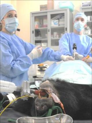 Bear having surgery