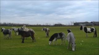 Stray horses pictured in Llanelli last month