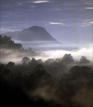View over a tropical forest (Image: BBC)