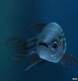 Zebrafish