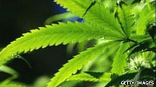 Cannabis plant