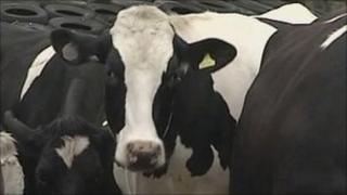 Cows