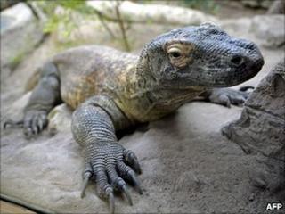 A komodo dragon