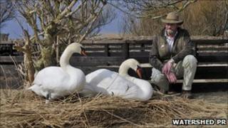 Dave Wheeler, head swanherd at Abbotsbury Swannery with two swans nesting on one of his hand-built nests. Copyright of Watershed PR.