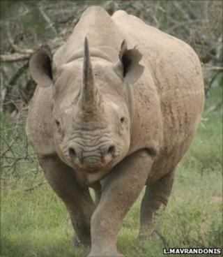 Black rhino (Image: Lucky Mavrandonis/Black Rhino Monitoring Project)