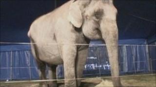 Anne the elephant