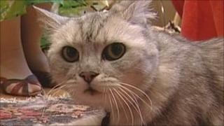 Smokey the cat