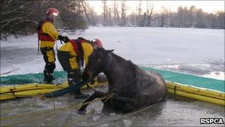 Horse being rescued on Christmas Day - Pic courtesy of RSPCA