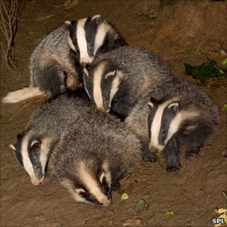 Badger cubs playing