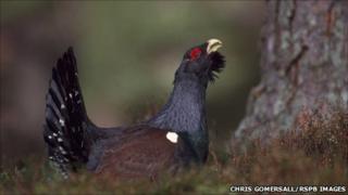 Capercaillie. Pic: Chris Gomersall/RSPB Images