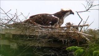 Osprey in Kielder
