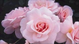 The limited edition "Catherine" rose released in April 2011
