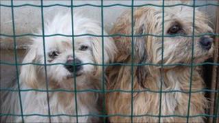 Dogs at the China Small Animal Protection Association's base