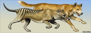 Thylacine (foreground) with dingo (background)