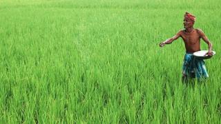 Paddy field