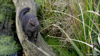American mink