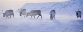 Wild reindeer foraging for food on the Arctic island of Svalbard