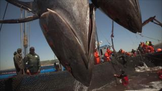 Tuna being caught