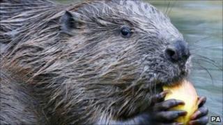 Beaver