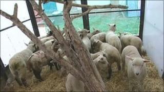 Lambs rescued from M5 at the RSPCA in Birmingham