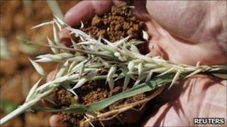 Farmer holding grain (file image)