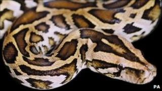 Burmese python generic