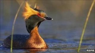 Slavonian grebe. Image: RSPB