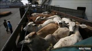 Australian cows are loaded onto a truck after arriving at the Tanjung Priok port in Jakarta May 31, 2011