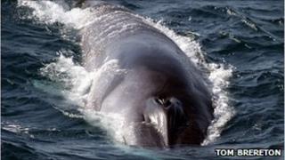Fin whales seen by scientists 'lunge-feeding' near the surface of the water