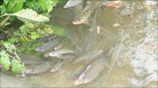 Fish in polluted water