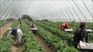 Seasonal fruit growers