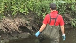 Volunteer helps clear Himalayan Balsam