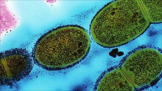 Scarlet fever bacterium