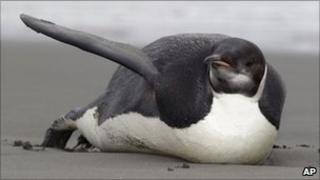 The lost emperor penguin is seen on Peka Peka Beach of the Kapiti Coast in New Zealand last Tuesday