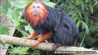 Santo, golden headed lion tamarin