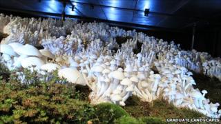 Fungus garden