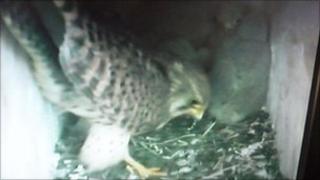 Image from the webcam of the kestrels' nest box next to the M25