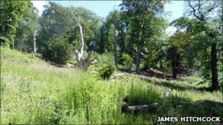 Glade in Hanbury Woods, Worcestershire
