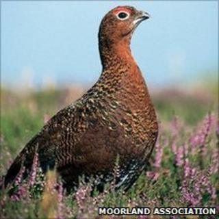 Grouse. Pic: Moorland Association/PA