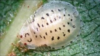Aphid nymph - Crypturaphis grassii