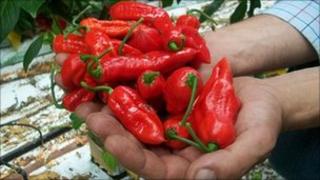 The Bhut Jolokia