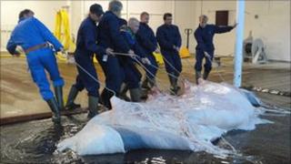 A whale carcass is dragged into the processing plant at Havlur