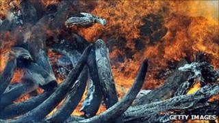 Ivory being burnt in Kenya