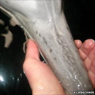 Dolphin snout