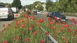 Wild flowers in Truro central reservation