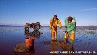 Cocklers in Morecambe Bay (Picture courtesy of Morecambe Bay Partnership)