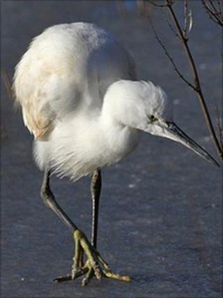 Little Egret