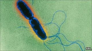 Salmonella